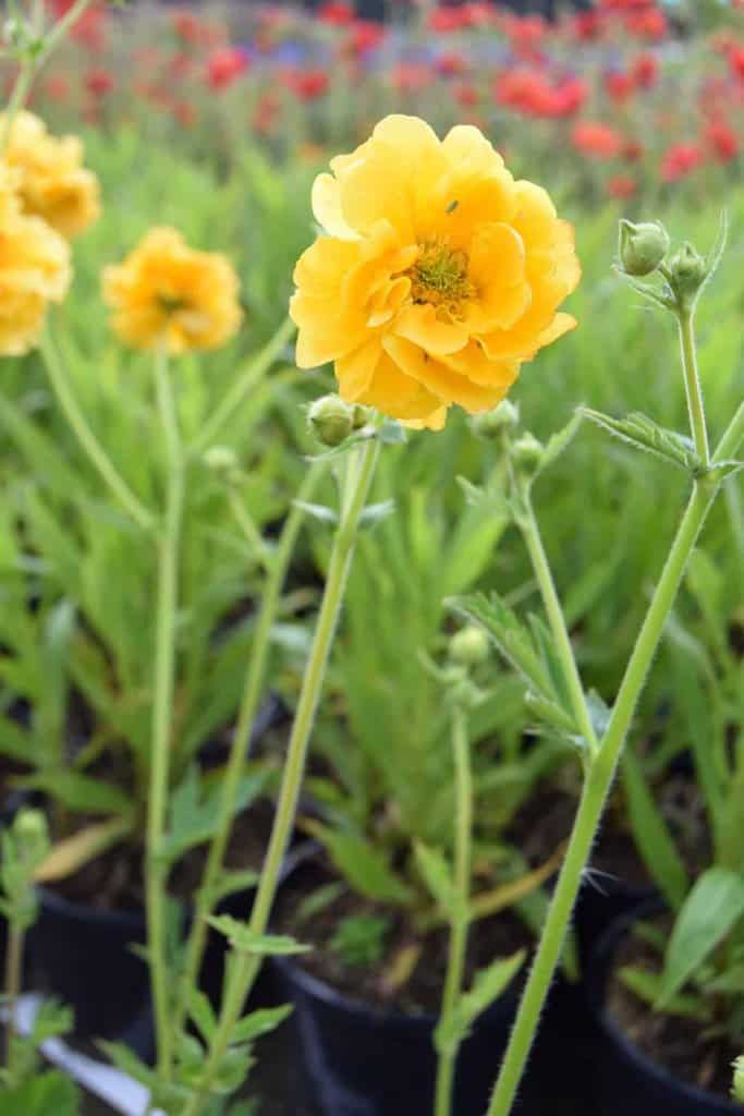 Geum 'Lady Stratheden' ---